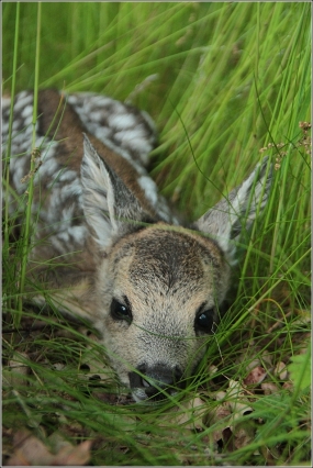 <p>SRNEC OBECNÝ (Capreolus capreolus) Šluknovsko - Království /European roe deer - Reh/</p>